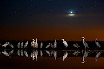 Group of Great egrets (Ardea alba), Grey heron (Ardea cinerea) and Eurasian spoonbill (Platalea leucorodia) at night with stars and moon. Lake Csaj, Kiskunsagi National Park, Pusztaszer, Hungary. May.