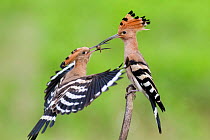 Hoopoe (Upupa epops) courtship feeding, Pusztaszer, Hungary, May.