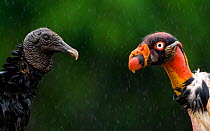 Black vulture (Coragyps atratus) face to face with King vulture (Sarcoramphus papa) Costa Rica.