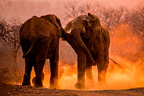 African elephants (Loxodonta africana) fighting with dust kicked up around them, Mkuze, South Africa. Second place in the Portfolio Category of the Terre Sauvage Nature Images Awards 2016 Competition.