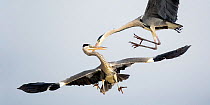 Grey herons (Ardea cinerea) fighting in flight, Lake Csaj, Kiskunsagi National Park, Pusztaszer, Hungary. February.