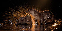 European otters (Lutra lutra) at water's edge, one shaking off water, Kiskunsagi National Park, Hungary, January.