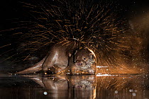 European otter (Lutra lutra) shaking off water, Kiskunsagi National Park, Hungary, January.