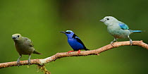 Red-legged honeycreeper (Cyanerpes cyaneus) perched with Palm tanager (Thraupis palmarum) and  Blue-gray tanager (Thraupis episcopus) Laguna del Lagarto, Santa Rita, Costa Rica