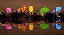 Leaf cutter ants (Atta sp) carrying colourful plant matter, reflected in water, Laguna del Lagarto, Santa Rita, Costa Rica