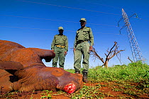 Rangers looking at dead  White Rhino (Ceratotherium simum) The Rhino was killed accidentally by its mother. The horn was cut by the rangers, to save it from poachers. Mkuze, South Africa