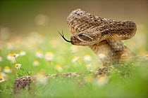 Western diamond-backed rattlesnake (Crotalus atrox) Texas, USA, April.