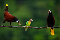 Montezuma oropendolas (Psarocolius montezuma) perched either side of Brown-hooded parrot (Pyrilia haematotis) in rain, Laguna del Lagarto, Santa Rita, Costa Rica