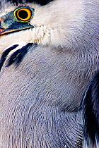 Grey heron (Ardea cinerea) close up of neck and eye, Lake Csaj, Kiskunsagi National Park, Pusztaszer, Hungary, February.