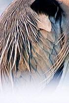 Grey heron (Ardea cinerea) close up of feathers, Lake Csaj, Kiskunsagi National Park, Pusztaszer, Hungary, February.