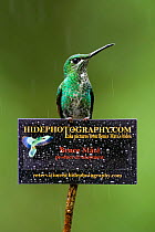 Green-crowned brilliant hummingbird (Heliodoxa jacula) on sign for Bence Mate's HidePhotography.com, which rents out hides for wildlife photography. Costa Rica.
