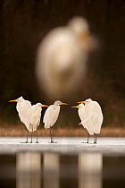 Great egret (Ardea alba) group of five at water's edge, with very out of focus egret in foreground. Lake Csaj, Kiskunsagi National Park, Pusztaszer, Hungary, February.