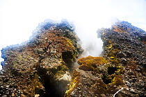 Gases from the crater of Nyiragongo volcano, with mosses which are adapted to these harsh conditions growing on the rocks. North Kivu Province, Democratic Republic of Congo. September 2015.