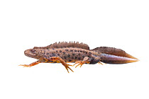 Italian crested newt (Triturus carnifex) male swimming,  The Netherlands, April. Meetyourneighbours.net project