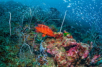 Coral reef with a Coral hind (Cephalophus miniata), Delicate sea whips (Jungceellia fragilis) and a large number of Pygmy sweepers (Parapriacanthus ransonetti) Similan Islands, Andaman Sea, Thailand.