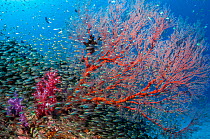 Pygmy sweepers (Parapriacanthus ransonetti) with a Gorgonian sea fan (Melithaea sp.) and soft corals (Dendronephthya sp) Similan Islands, Andaman Sea, Thailand.