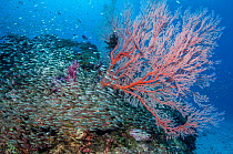 Pygmy sweepers (Parapriacanthus ransonetti) with a Gorgonian sea fan (Melithaea sp.) Similan Islands, Andaman Sea, Thailand.