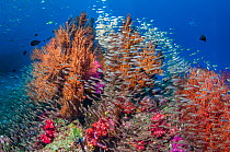 Gorgonian sea fans (Melithaea sp.) with a large school of Pygmy sweepers (Parapriacanthus ransonetti) Andaman Sea, Thailand.