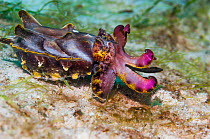 Pfeffer's flamboyant cuttlefish (Metasepia pfefferi) Mabul, Malaysia.
