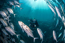 Diver photographing a school of Bigeye trevally (Caranx sexfasciatus) Sipadan, Malaysia. November 2015.