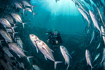 Diver photographing a school of Bigeye trevally (Caranx sexfasciatus) Sipadan, Malaysia. November 2015.