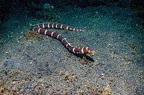 Napoleon snake eel (Ophychthus bonaparti) out of its burrow, swimming over sandy bottom.  Lembeh Strait, North Sulawesi, Indonesia.