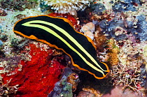 Symmetrical flatworm (Pseudoceros dimidiatus) Mabul, Malaysia.