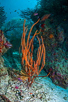 Gorgonian whip coral (Ellisella sp.) Similan Islands, Andaman Sea, Thailand.