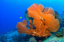 Gorgonian sea fan (Suberegorgia mollis) Similan Islands, Andaman Sea, Thailand.
