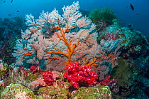Gorgonian sea fan (Melithaea sp.) and soft coral (Dendronephthya sp.) Andaman Sea, Thailand.