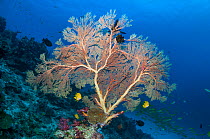 Gorgonian sea fan (Melithaea sp.) with two Golden damsels (Amblyglyphidodon aureus) Similan Islands, Andaman Sea, Thailand.