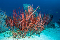 Red sea whip coral (Ellisella ceratophyta) Similan Islands, Andaman Sea, Thailand.