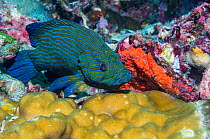 Bluelined hind (Cephalopholus formosa) perched on coral. Andaman Sea, Thailand.