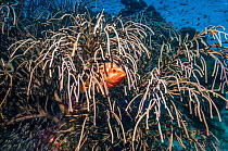 Coral hind (Cephalophis miniata) hiding in Gorgonian (Rumphella sp.) Similan Islands, Andaman Sea, Thailand.