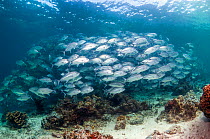 Bigeye trevally (Caranx sexfasciatus) school over coral reef. Sipadan, Malaysia.