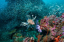 Lionfish (Pterois volitans) hunting Pygmy sweepers (Parapriacanthus ransonetti) Similian Islands, Andaman Sea, Thailand.