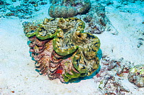Maxima giant clam (Tridacna maxima) Similan Islands, Andaman Sea, Thailand.