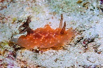 Dorid nudibranch (Halgerda carlsoni) Mabul, Malaysia.