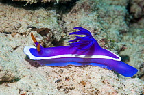 Nudibranch (Hypselodoris bullockii) Mabul, Malaysia.