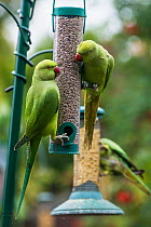 Rose-ringed or Ring-necked parakeets (Psittacula krameri) on bird feeders in urban garden. London, UK. October.