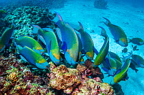 Greenthroat or Singapore parrotfish (Scarus prasiognathus), large school of terminal males grazing on algae covered coral boulders. Andaman Sea, Thailand.