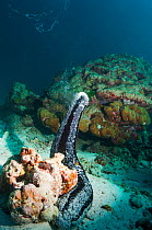 Black sea cucumber (Holothuria atra) rearing up and releasing sperm. Andaman Sea, Thailand.
