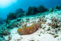 Eyed sea cucumber (Bohadschia argus) on sandy reef slope. Similan Islands, Andaman Sea, Thailand.