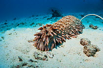 Pineapple sea cucumber (Thelenota ananas) Similan Islands, Andaman Sea, Thailand.