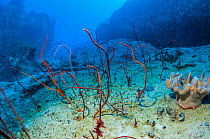 Red sea whips (Junceella juncea) growing on granite boulder. Similan Islands, Andaman Sea, Thailand.