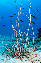 Delicate sea whip (Junceella fragilis) growing on sea bed. Similan Islands, Andaman Sea, Thailand.