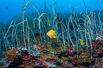 Delicate sea whips (Junceella fragilis) forest with a Golden damselfish (Amblyglyphidodon aureus) Similan Islands, Andaman Sea, Thailand.
