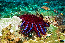 Crown-of-thorns starfish (Acanthaster planci) next to a patch of coral it has preyed on. Only in Thailand are the Crown-of-thorns starfish this unusual colour. Andaman Sea, Thailand.