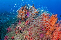 Gorgonian sea fan (Melithaea sp.) and Soft corals (Dendronephthya sp.) with a large school of Pygmy sweepers (Parapriacanthus ransonetti) Andaman Sea, Thailand.