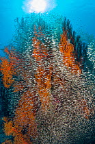 Pygmy sweepers (Parapriacanthus ransonetti) surrounding a gorgonian coral, Andaman Sea, Thailand.